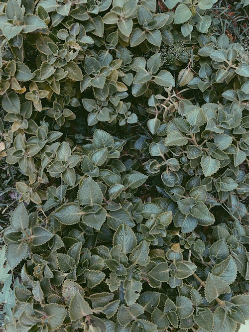 Foto profissional grátis de cuidados de saúde, ecológico, erva