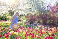 在阳光明媚的春天花园里，一位穿着蓝色连衣裙的女人正欣赏着五颜六色的郁金香