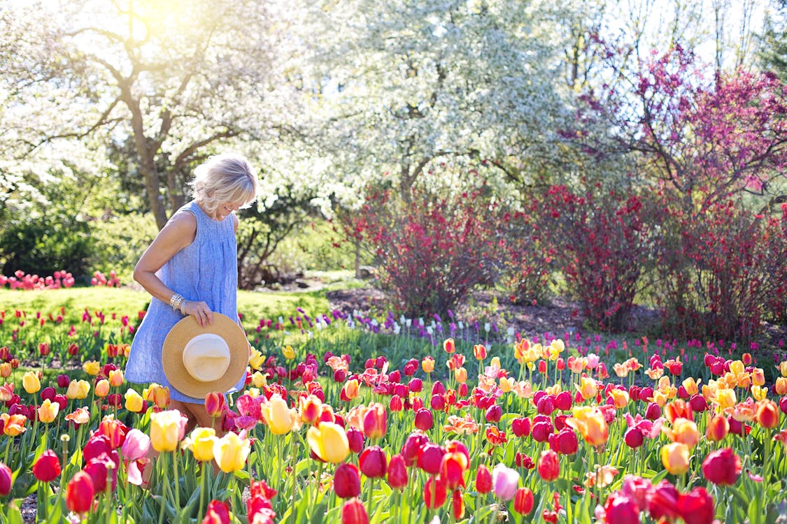 チューリップの花のベッドの上を歩く女性