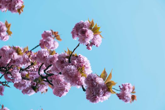 花园里的樱花树上，盛开的樱花与低垂的嫩花相映成趣，在万里无云的蓝天下显得格外惊艳
