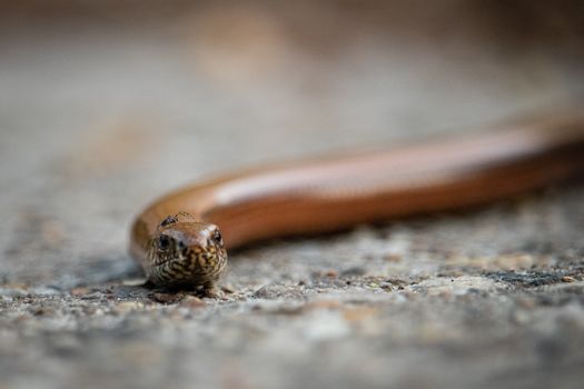 A Spider on Top of a Slow Worms Head