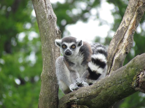Lemur on a Tree Branch