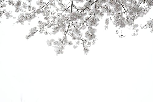 Základová fotografie zdarma na téma 나무, 벚꽃, 봄 꽃