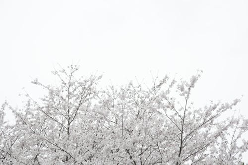 Základová fotografie zdarma na téma bílá obloha, bílé květy, flóra