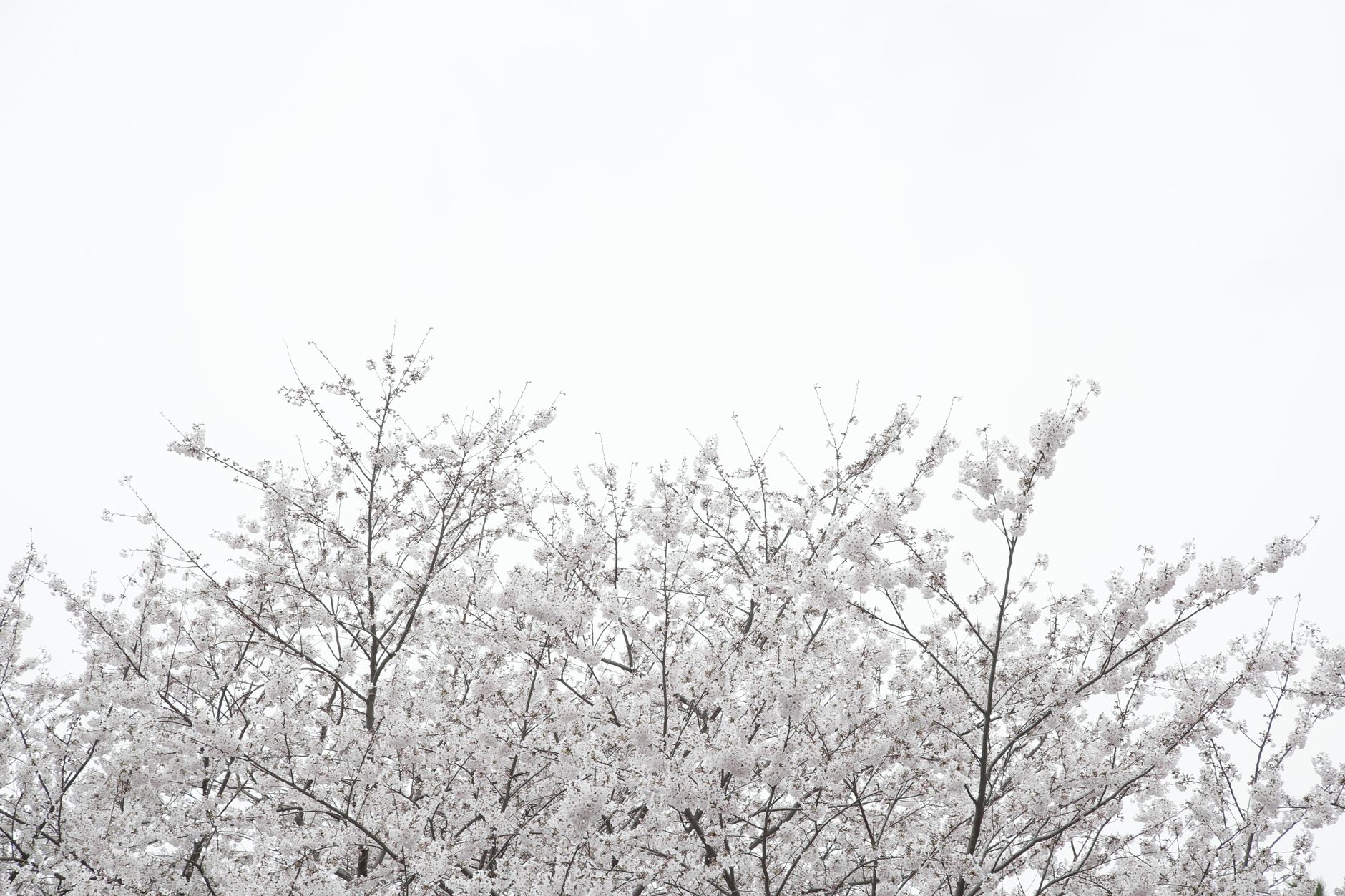 Beautiful white cherry blossoms in full bloom against a pale sky in Busan, South Korea.