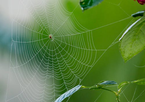 Spider Web on Green Plant