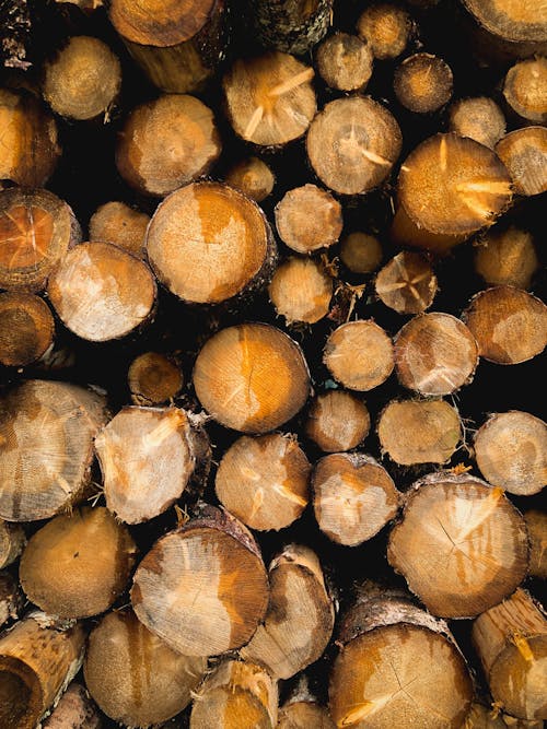Close-Up Shot of Wooden Logs