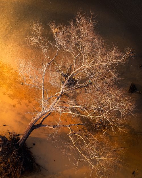 Free High angle of leafless fallen tree covered with hoarfrost on snowy terrain during sunset Stock Photo