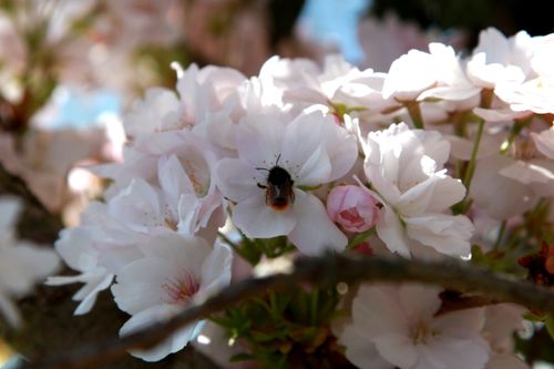 Free stock photo of abeille, arbre en fleurs, bee Stock Photo