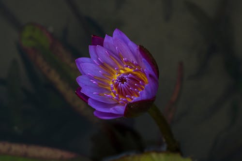 คลังภาพถ่ายฟรี ของ ninfeia, ดอกไม้, ทะเลสาบดอกไม้