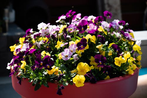 Free stock photo of beautiful flowers, garden, spring flowers Stock Photo