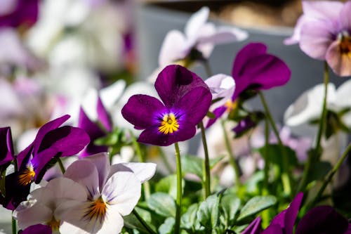 Free stock photo of beautiful flowers, spring flowers Stock Photo