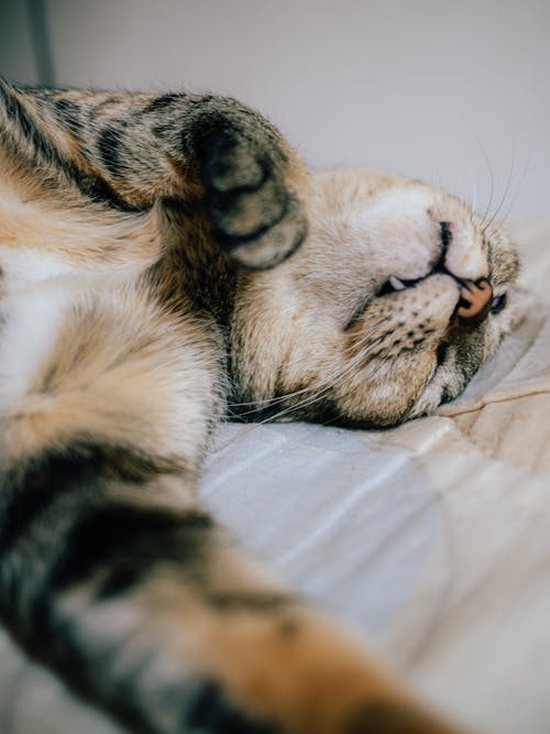 Close-Up Shot of a Tabby Cat Lying on White Textile