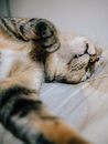 一只虎斑猫在室内睡觉，可爱的特写镜头以轻松的姿势展示了它柔软的皮毛和胡须