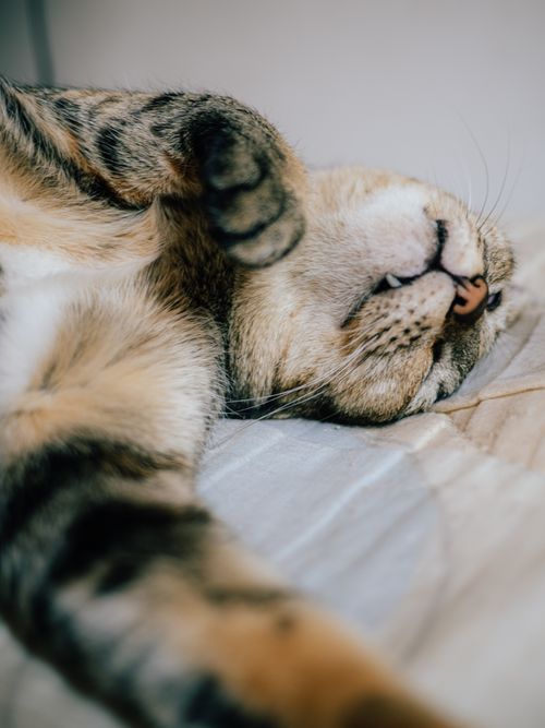 Free Adorable close-up of a tabby cat sleeping indoors, showcasing its whiskers and soft fur in a relaxed pose. Stock Photo