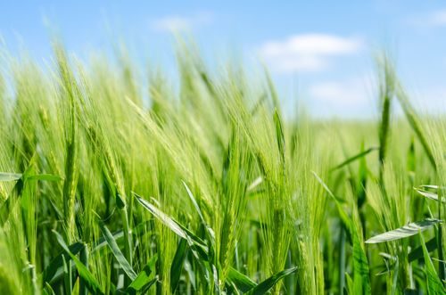 Free Close-up of a vibrant barley field under a clear blue sky, Normandie, France. Stock Photo