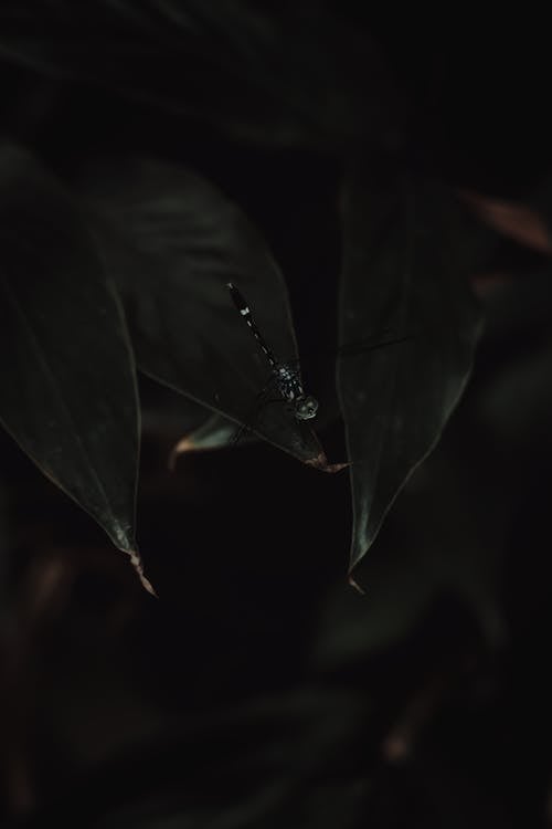 Darmowe zdjęcie z galerii z ciemnozielone rośliny, dzika przyroda, entomologia