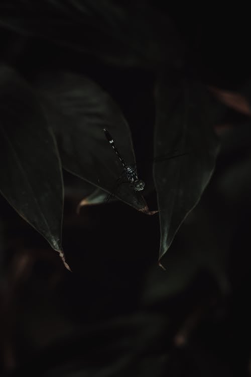 Dragonfly on Dark Green Leaf