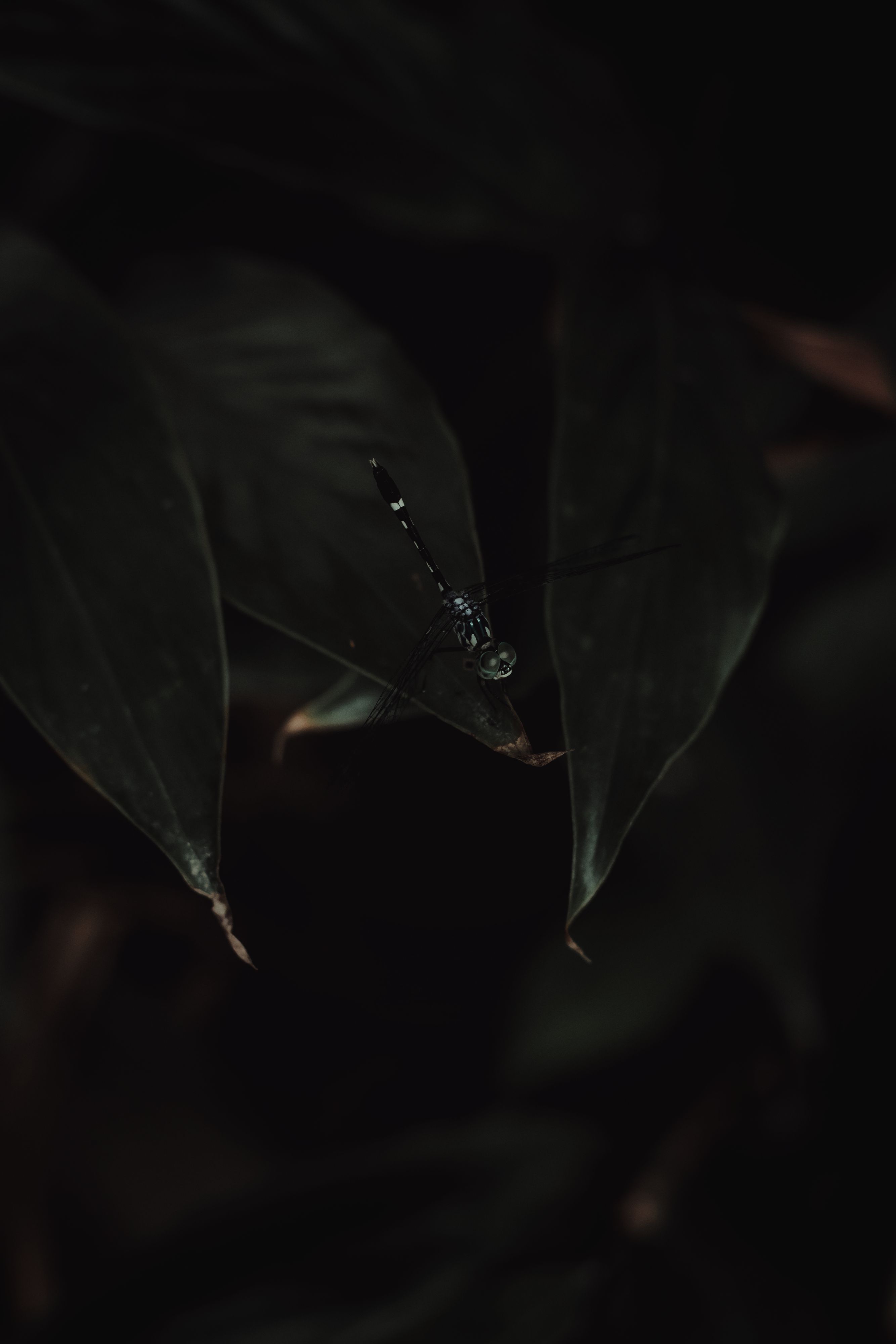 Dragonfly on Dark Green Leaf · Free Stock Photo