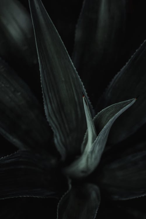 Darmowe zdjęcie z galerii z abstrakcyjny, agawa, aloes