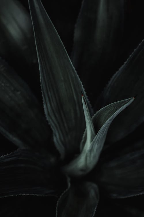 Immagine gratuita di agave, aloe, Aloe vera