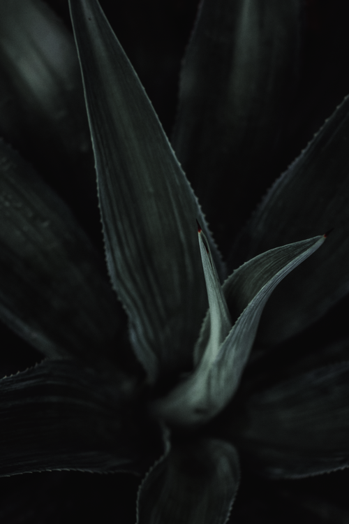 Free A dramatic, moody close-up of aloe plant leaves, highlighting texture and natural beauty. Stock Photo