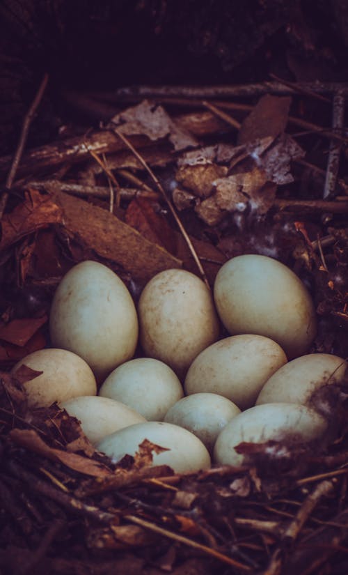 Free White chicken eggs in nest on tree Stock Photo