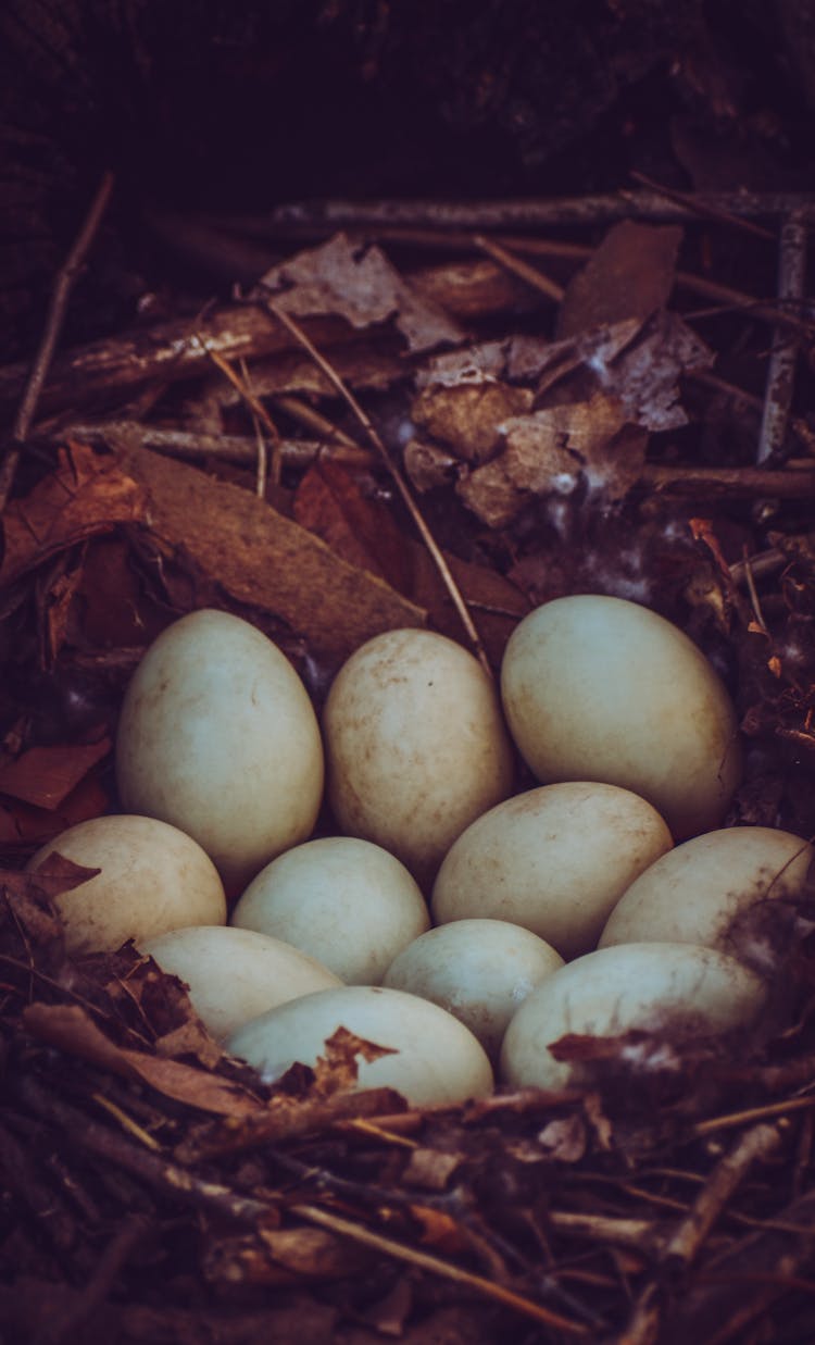 White Chicken Eggs In Nest On Tree