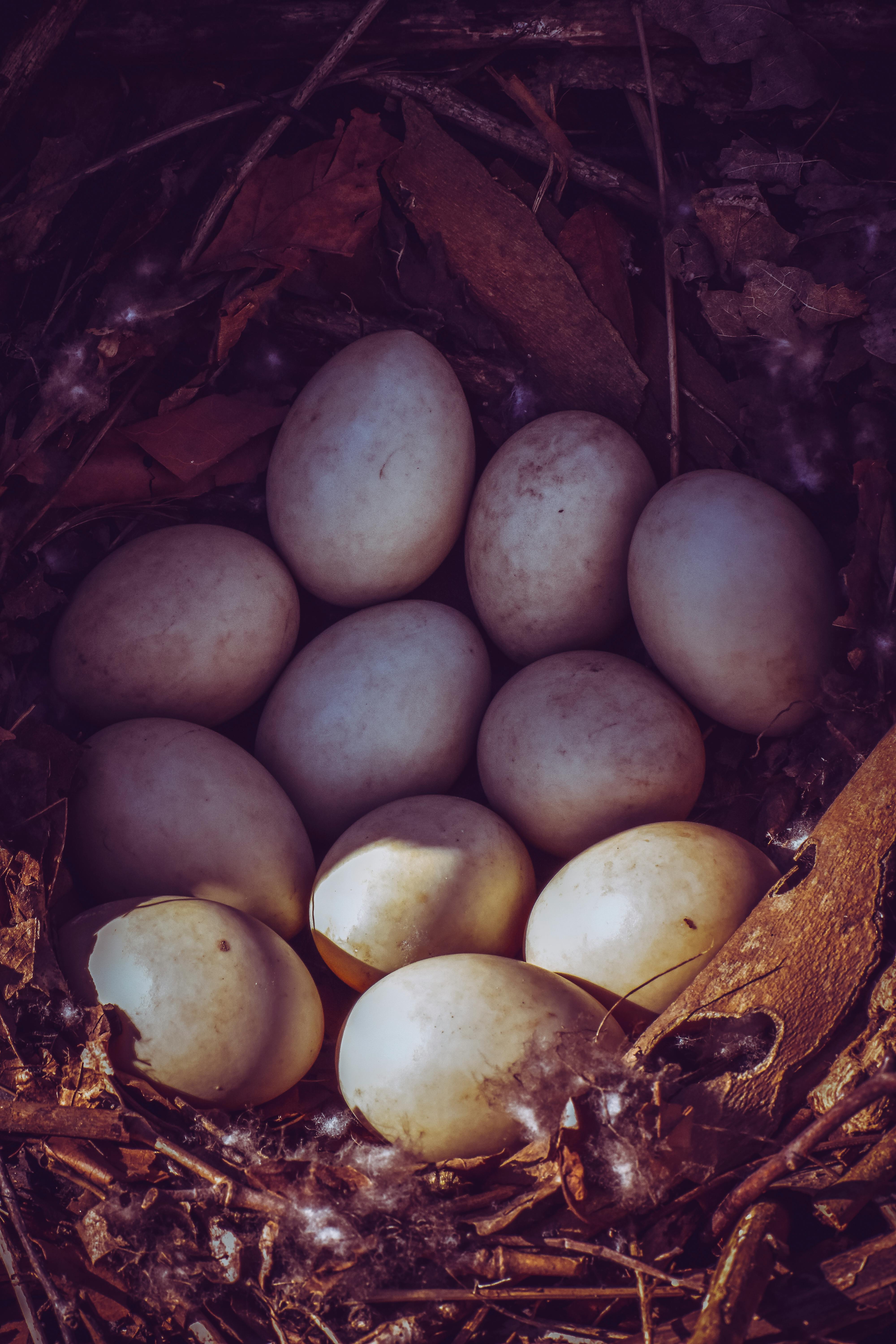 Factors That Can Cause Delays in Hatching: