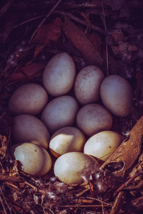Eggs in nest in sunlight