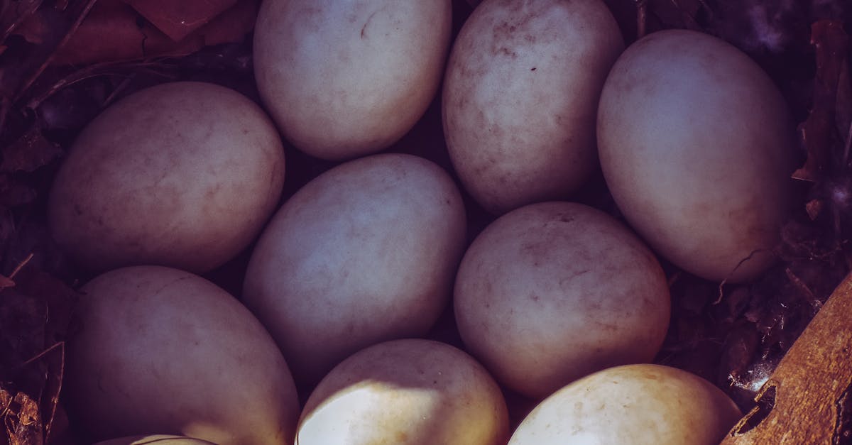 How many days till robin eggs hatch