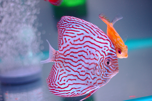 马来西亚水族馆里，色彩斑斓的铁饼鱼游动着，展现出丰富的图案