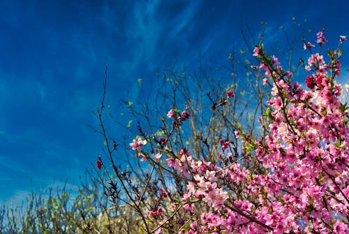Free stock photo of 春天, 春天的花朵