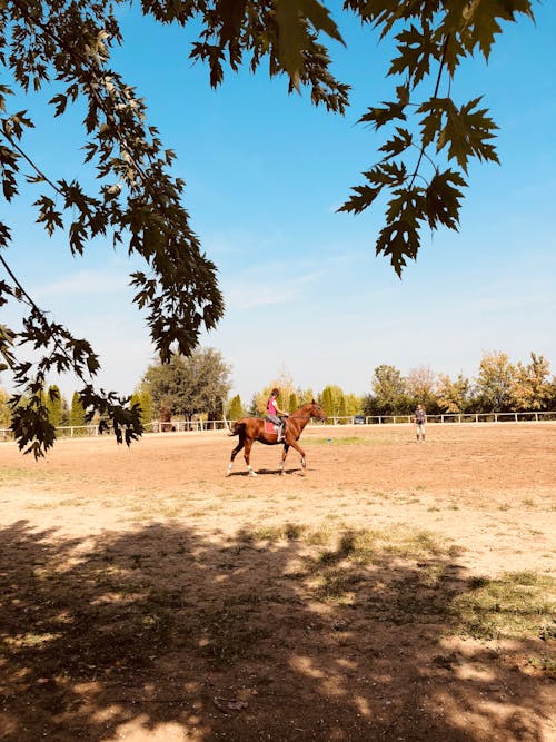 Photos gratuites de à cheval, actif, ami