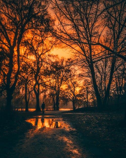 Kostenlos Braune Bäume Während Des Sonnenuntergangs Stock-Foto