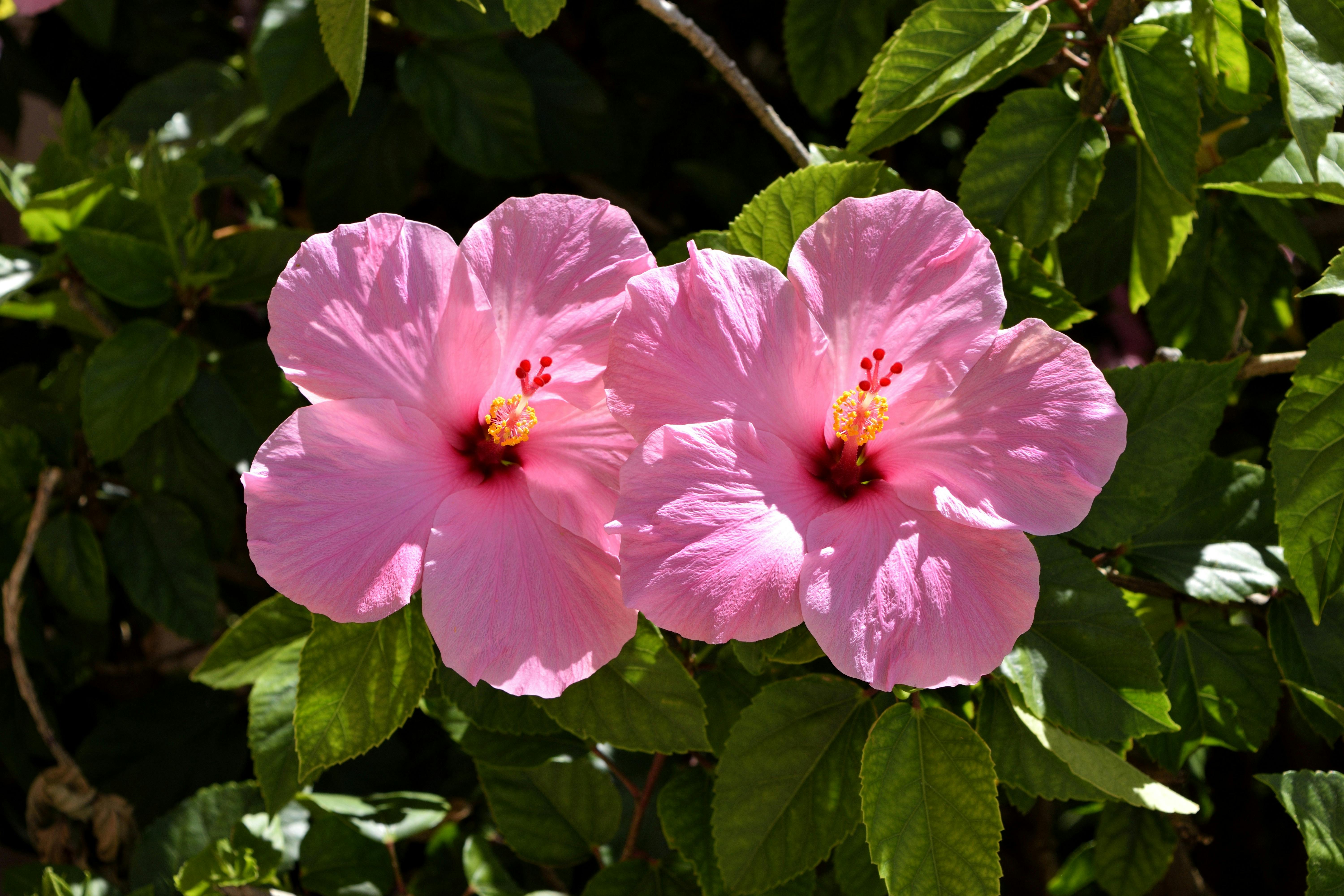 Peel  Stick Wallpaper Tropical Hibiscus Flower  MUSE Wall Studio