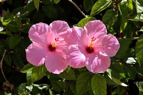 Free Two Pink Hibiscus Flowers Stock Photo