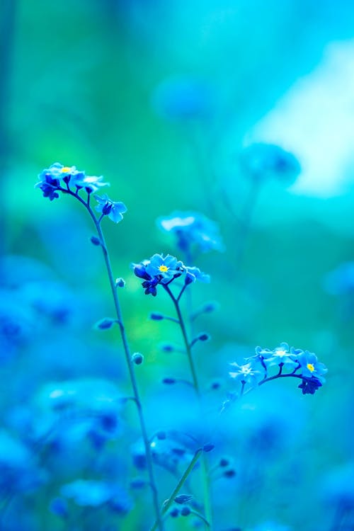 Selective Focus Photography of Purple Petaled Flowers
