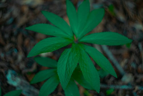 Free stock photo of forest, green