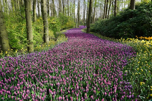 Pink Flower Field