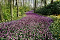 一条充满活力的途径，穿过宁静林地中盛开的春花