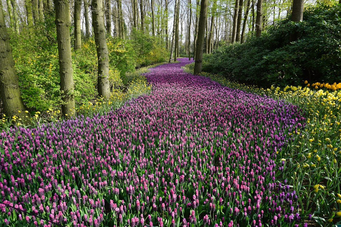 Roze Bloem Veld