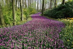 Pink Flower Field
