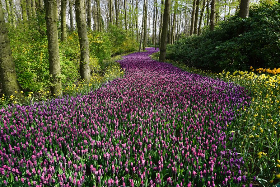 Miracle Garden