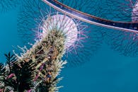 新加坡花园里，那些著名的高大树状结构上生长着奇异的植物和蕨类植物，明亮的灯光照亮了夜空，构成了一幅令人惊叹的景观