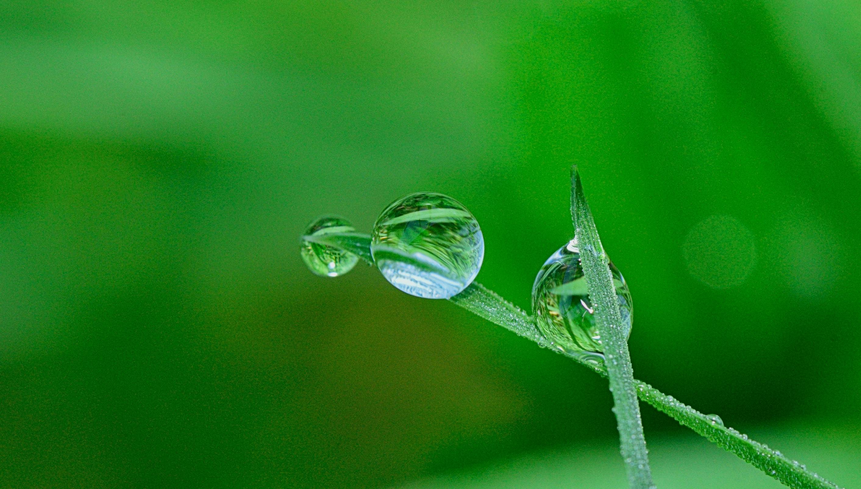 green nature water drops background wallpaper Stock Photo - Alamy