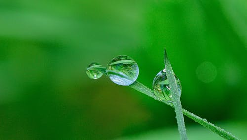 Free Green Grass and Water Droplet Stock Photo