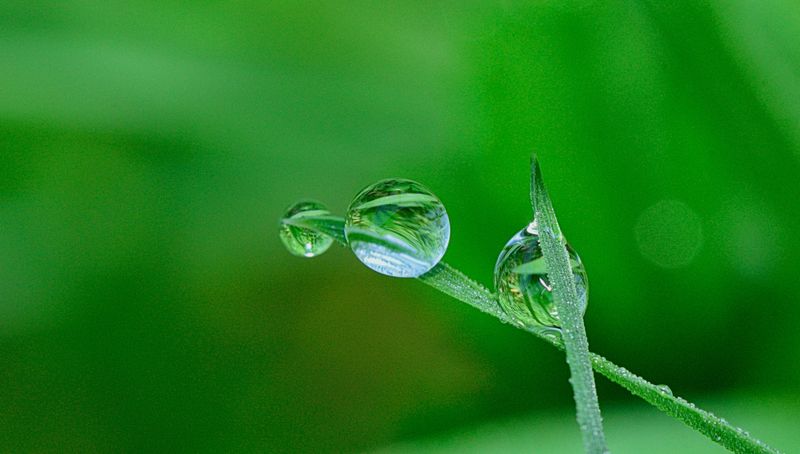 Green grass with a water droplet, representing healthy lawn care