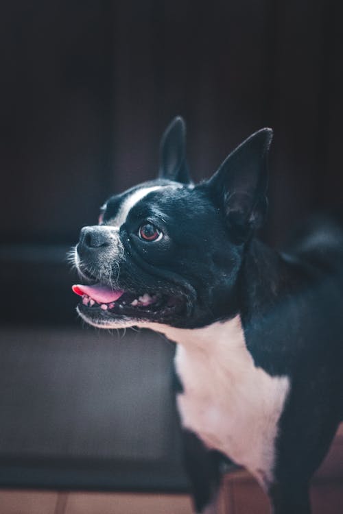 Funny Boston Terrier standing with mouth opened in room