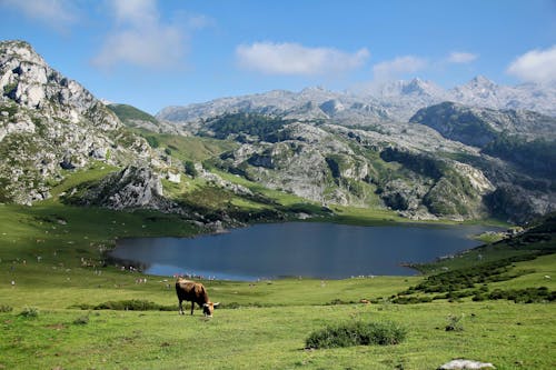 Brown Cow Eating Grass Near Lake